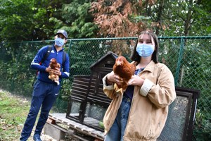 Grippe aviaire: confinez ou protégez vos volailles